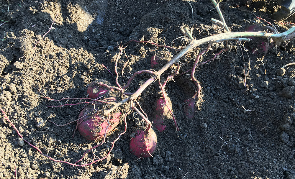 さつまいもの茎 つる のきんぴらの日持ち期間＋芋ヅルの冷蔵保管と冷凍保存の方法