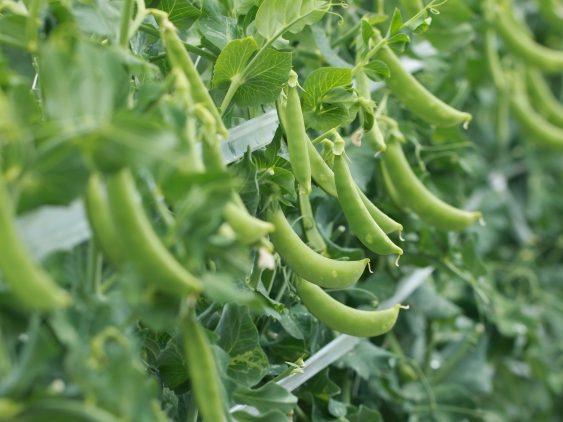 ほうれん草、春菊、スナックエンドウの種まき～定植まで│つくる通信の種を育ててみよう⑧ – 体験農園マイファーム