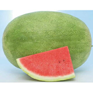 スイカの皮の光合成と縞模様の謎