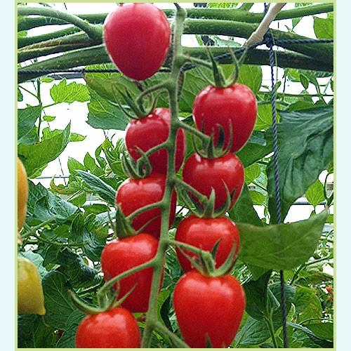 エンジェルスイートトマトコストコ通 コストコおすすめ商品の紹介ブログ