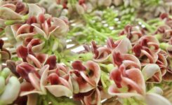 山菜天ぷらと木の芽佃煮風 : candy&sarry&