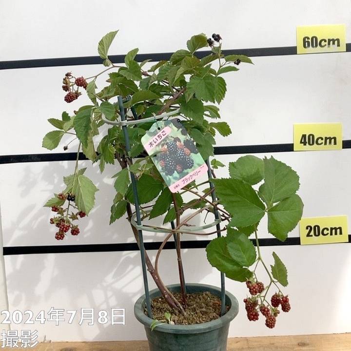 シアトルで楽しむ夏の味覚：ブラックベリー - junglecity.com