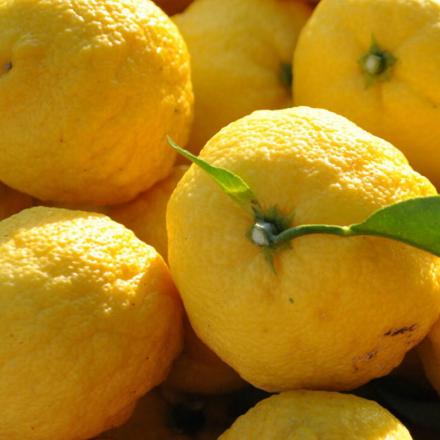 巨大柚子「獅子柚子」を美味しく食べる！驚きの活用レシピと保存方法