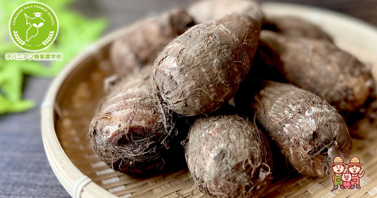 里芋の葉 写真素材952537- フォトライブラリ