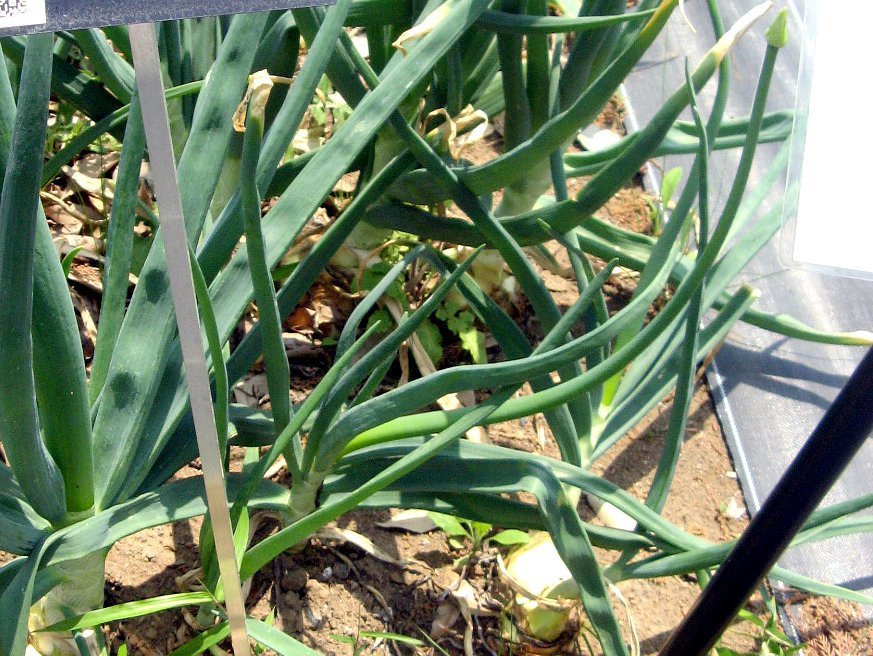 種子玉ねぎ 早生 夏まで貯蔵 アイドルじゅんこ サカタのタネ