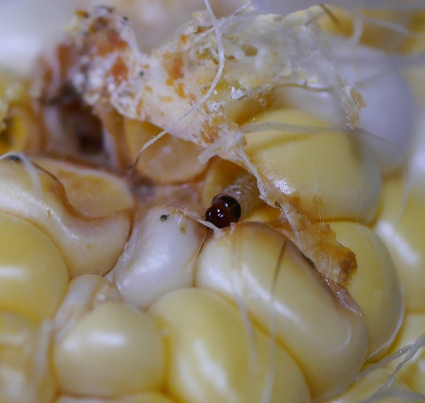 とうもろこしの害虫対策 害虫の種類と駆除方法、適用農薬を解説