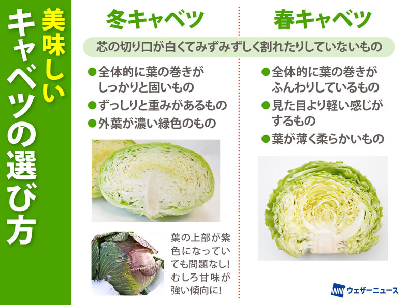 楽天市場キャベツ F1 グリーンキッド 石井交配小袋 200粒: 野菜のタネのお買い物 太田のタネ