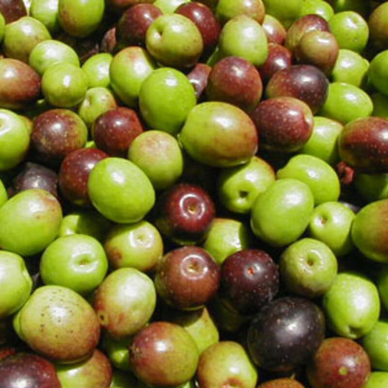 テロワール、有機農業、シチリアの農家が受賞した成果 - Olive Oil Times