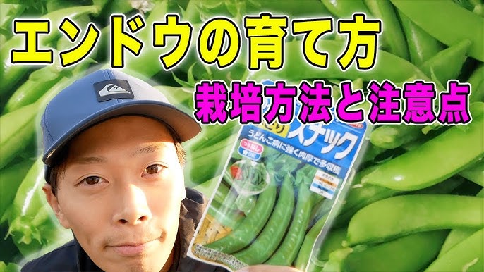 2月に種まきしたスナップエンドウの経過観察花と緑に囲まれて・ - 楽天ブログ