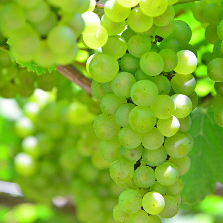 ブドウ 欧州系2倍体 シャルドネ 苗 販売 苗木部 By 花ひろばオンライン