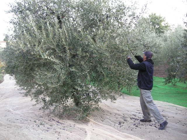 注文後の収穫しますオリーブの実 箱2kg以内 オリーブの収穫時期