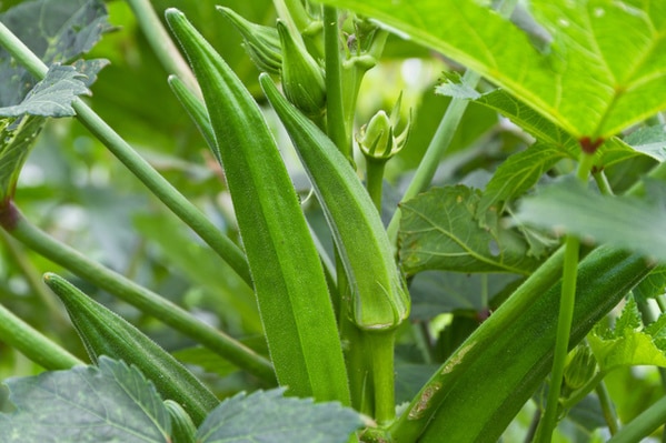 オクラの育て方・栽培方法失敗しない栽培レッスン 野菜 サカタのタネ 家庭菜園・園芸情報サイト 園芸通信