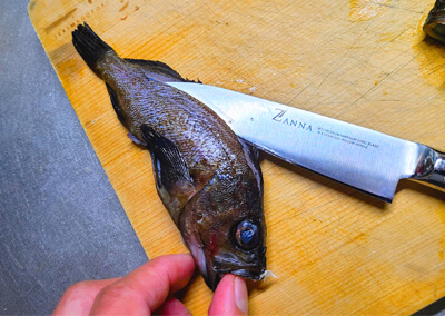 北の魚！ガヤ エゾメバル の姿造り！刺身のお味は・よちよちエクスプレス