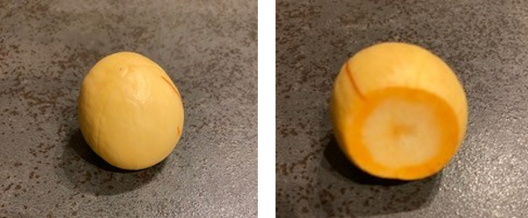 アボカドの種」を栽培して“小さく”育ててみようかとof nou