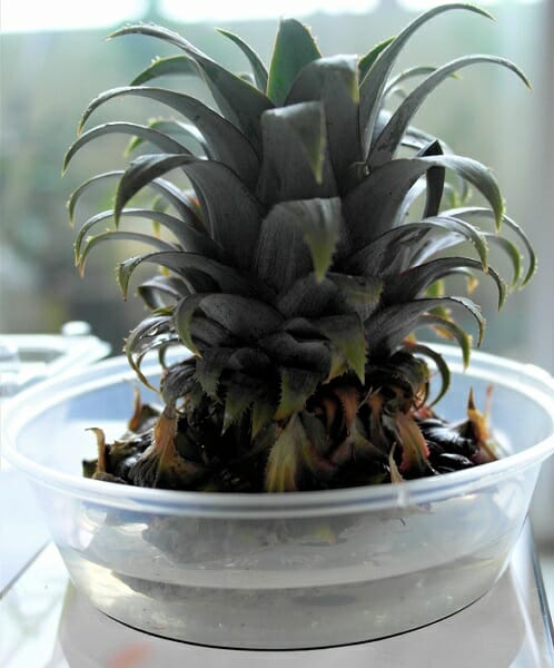 パイナップル🍍の脇芽 吸芽・キュウガ を鉢植えにしてみました!師岡青果株式会社