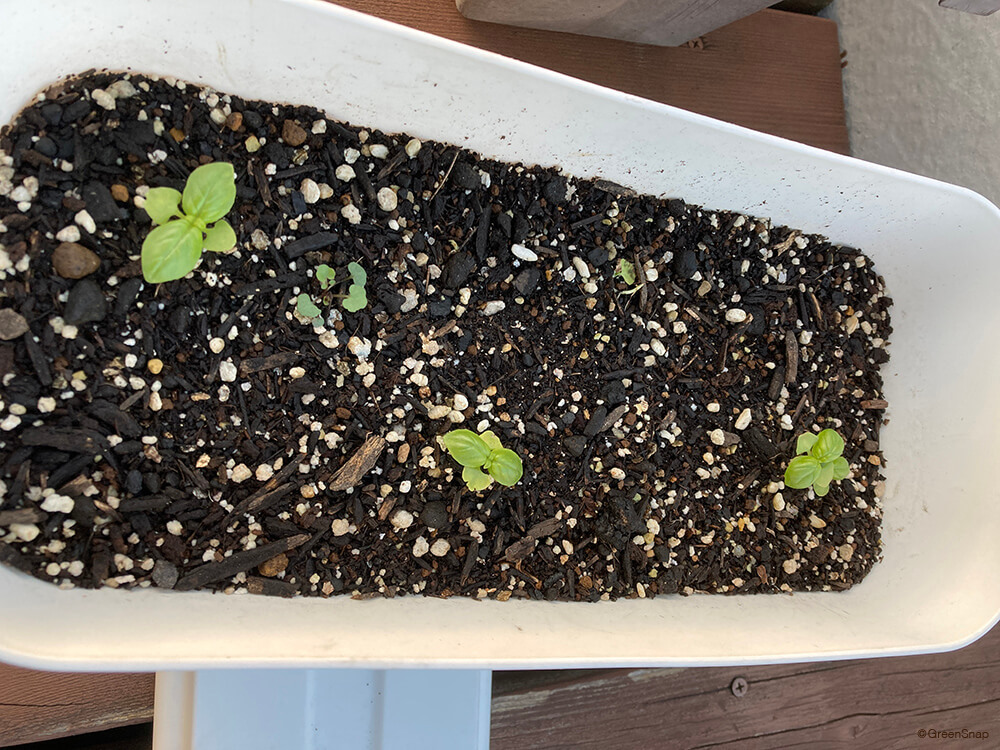 初心者さんも大丈夫！バジルの増やし方「挿し木・種まき・株分けのステップ」