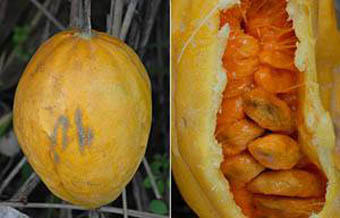 キカラスウリ園芸日記byともさくみんなの趣味の園芸122563