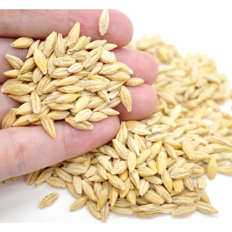 15,660 大麦 Stock Photos, High-Res Pictures, and Images - Getty Imagesホップ,青汁, 小麦