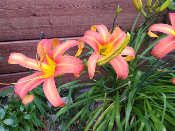 ノカンゾウとは花言葉やおすすめの食べ方は？ヤブカンゾウとの違いは？🍀GreenSnap グリーンスナップ