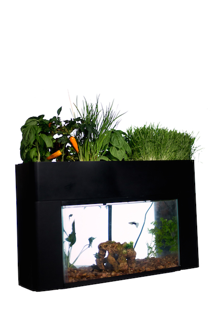 究極の「エコ」！ 野菜を育てちゃう水槽が海外で話題にTABIZINE～人生に旅心を～