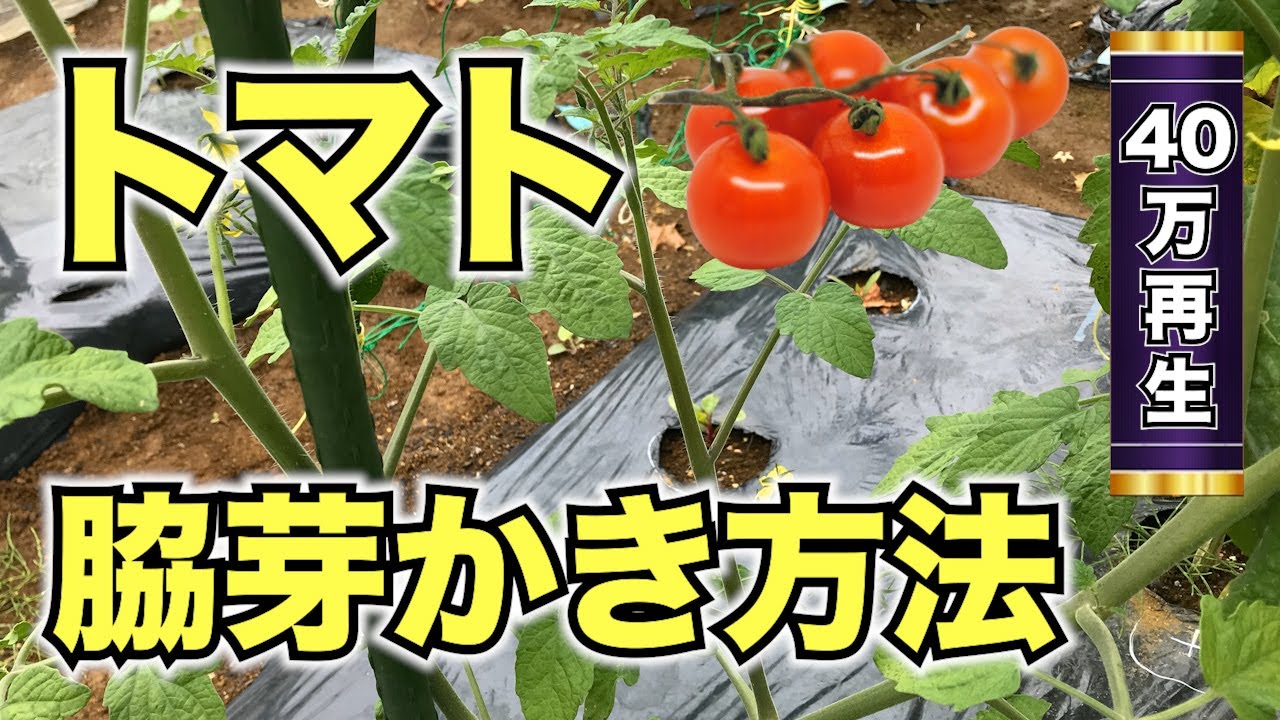 農家が教える ミニトマト栽培のココだけの話 芽かき編- ココだけの話
