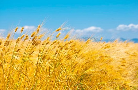 バイブル・フード・レシピ第4話 聖書の「五大穀物」NOVEL DAYS