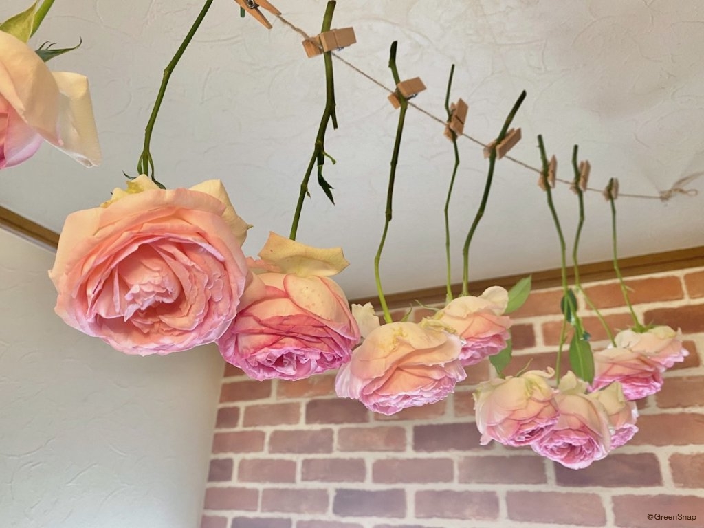 失敗しないドライフラワーの作り方!インテリアにもギフトにも人気