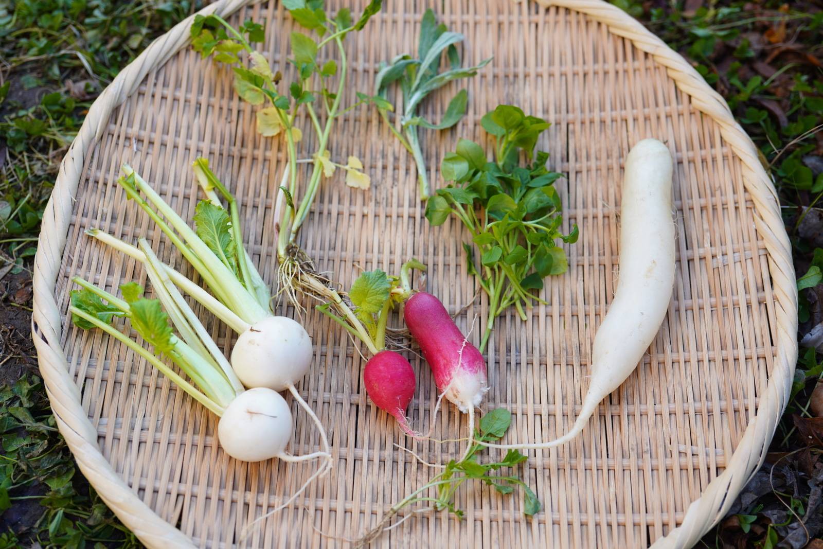 七草粥の材料「春の七草」とは。日本のハーブ7種類の由来を解説 - macaroni