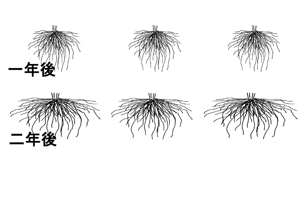送料無料 アスパラガス:緑茎種 早生系 素掘り株 Lサイズ株 超特大6株セット の通販園芸ネット