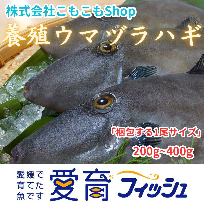 ウマズラカワハギの煮付け