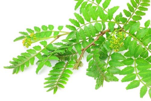 山椒の葉の佃煮の作り方🌱, 山椒の佃煮は大好きで, 毎年作っております, 舌が痺れるくらいのピリピリで, ご飯が止まりません😅,山椒,山椒の葉,佃煮,山椒の佃煮,ピリピリ, 今年はヒルに噛まれませんでした😊, リノベ会社がツクル無農薬野菜🥬🌈,ツクルを楽しんでみんなを笑顔に😆,野菜,土づくり,栄養,微生物,猿,獣害,戦い,自家製,畑,