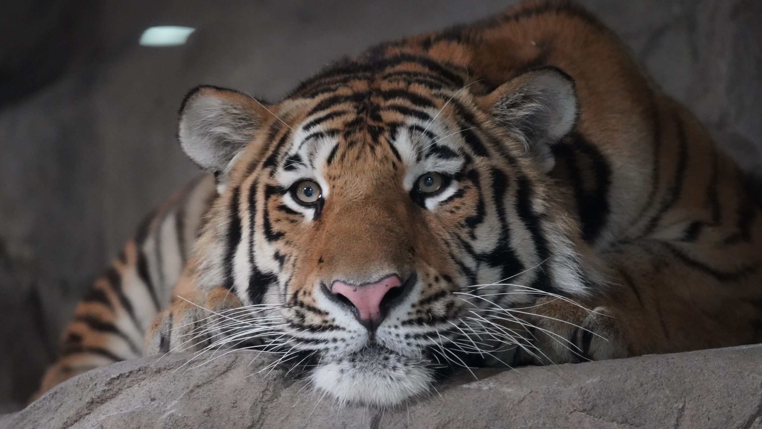 釧路市動物園 | 北海道 釧路 おすすめの人気観光・お出かけスポット