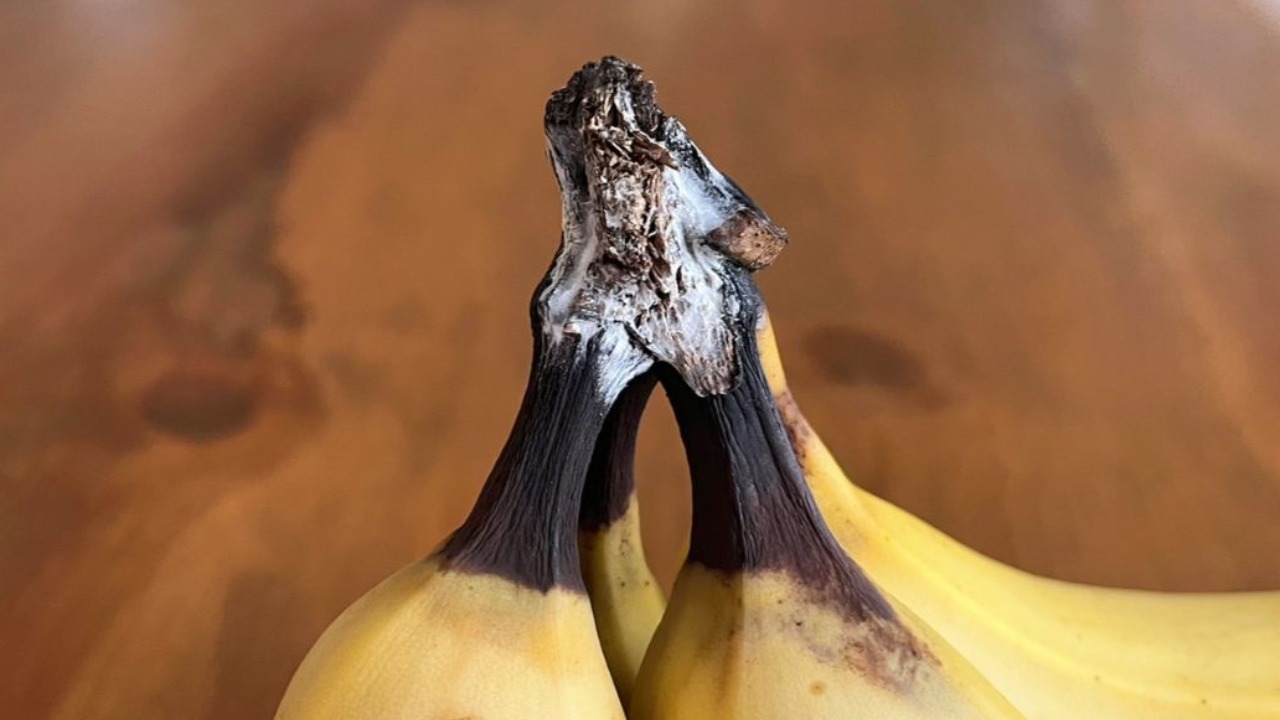 バナナにカビが生えた！軸 茎 が白いけど食べても大丈夫？ – シュフーズ