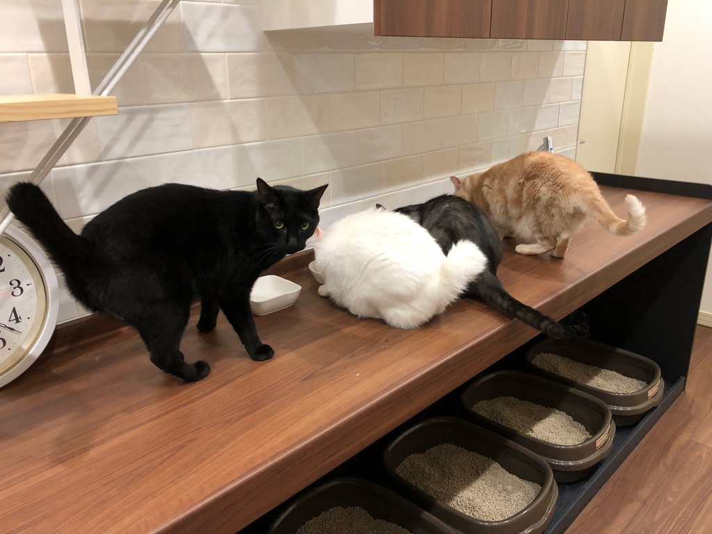 獣医師監修 猫のご飯の選び方とあげ方回数・量・NG食材まで徹底解説│ マルカンPAGE ペット用品・ペット情報サイト