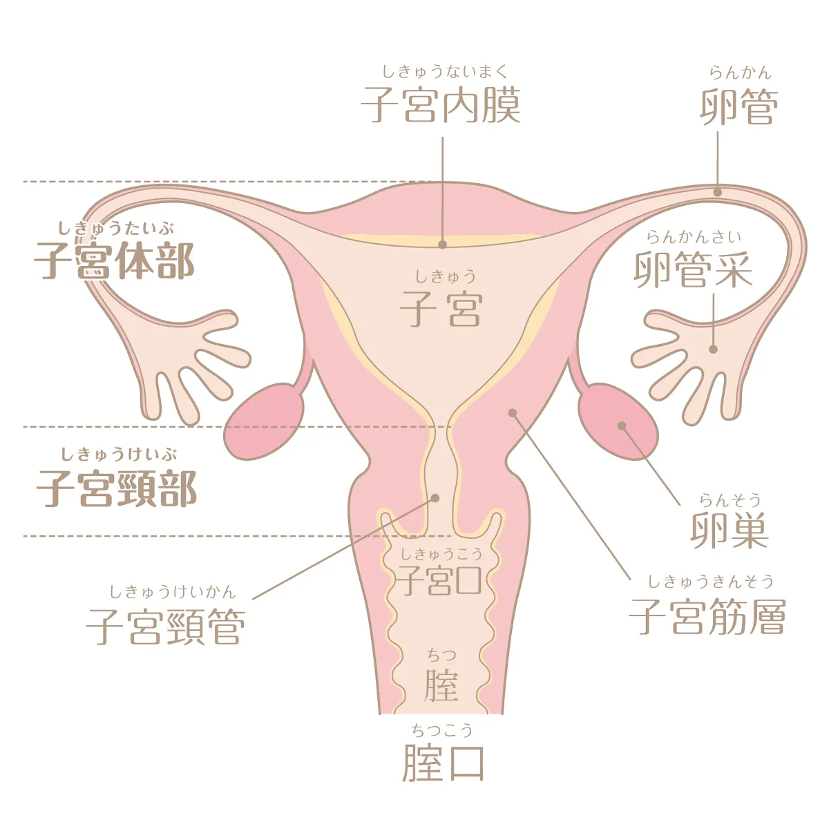 知っていますか？ 生殖器の「横から」と「正面から」の位置関係