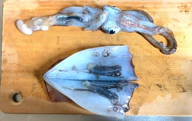 アオリイカの捌き方 大きいイカも柔らかく食べる 捨てるところはほぼ無し