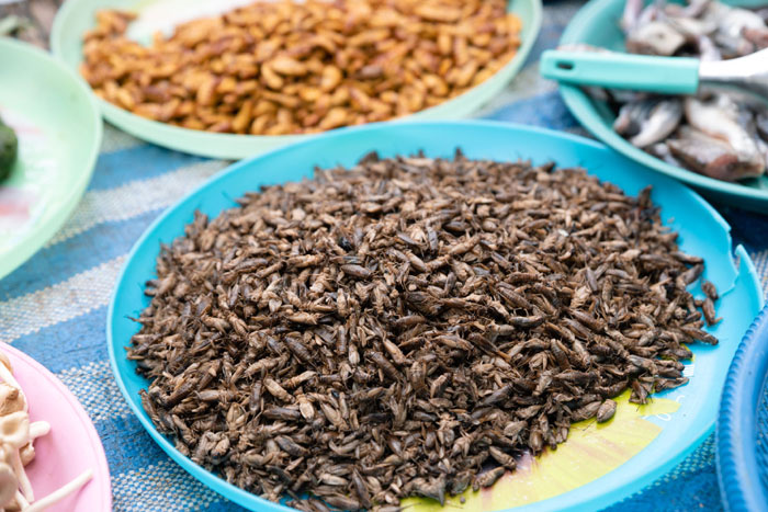 昆虫、ゲノム編集で食欲そそる 「未来の宇宙食」狙う - 日本経済新聞