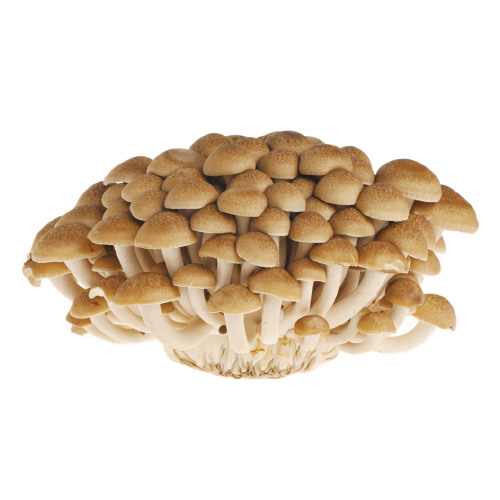 カットしめじ石突きがない全部使える便利なしめじはどうですか？ ：きのこ類・山菜類の仕入れには業務用食材通販サイト「即決Mart」