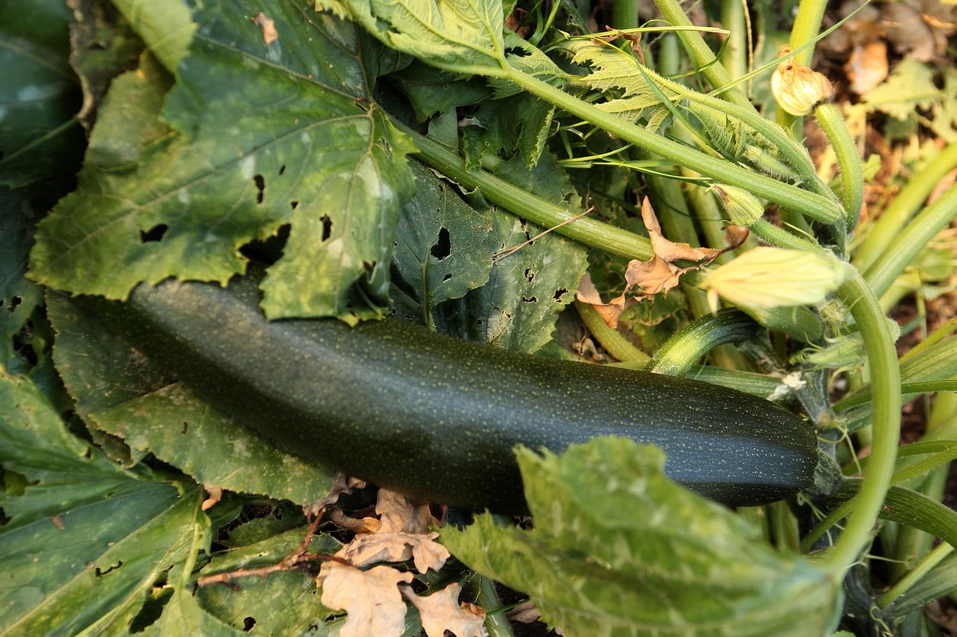 モザイク病 ズッキーニ-品種不明