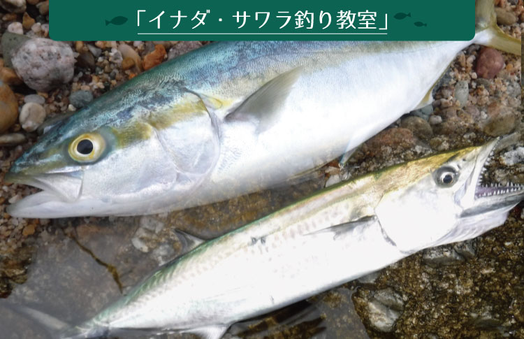 イナダはブリの出世魚 関東ではイナダ、関西ではハマチと呼ばれることが多いです。 大きさによって、わかし→いなだ→わらさ→ぶり と呼び名が変わります✨他にもレシピ動画あります↓ @fujimon_kitchen ——🍳————🍳————🍳—— もんきち初レシピ本発売中！ Amazon1位