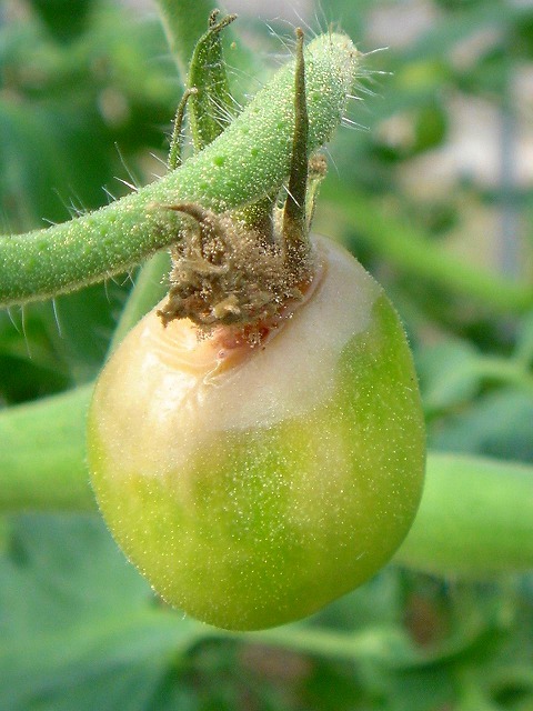 トマトの豆知識🍅トマトのヘタ、実は早めに取ったほうがいいんです！ そのままだと水分が抜けやすくなっちゃうし、カビの原因にも 💦収穫したら、ポロッと取ってあげるのが◎トマト豆知識家庭菜園収穫のコツ農業ライフ畑しごとヘタ取りのすすめ