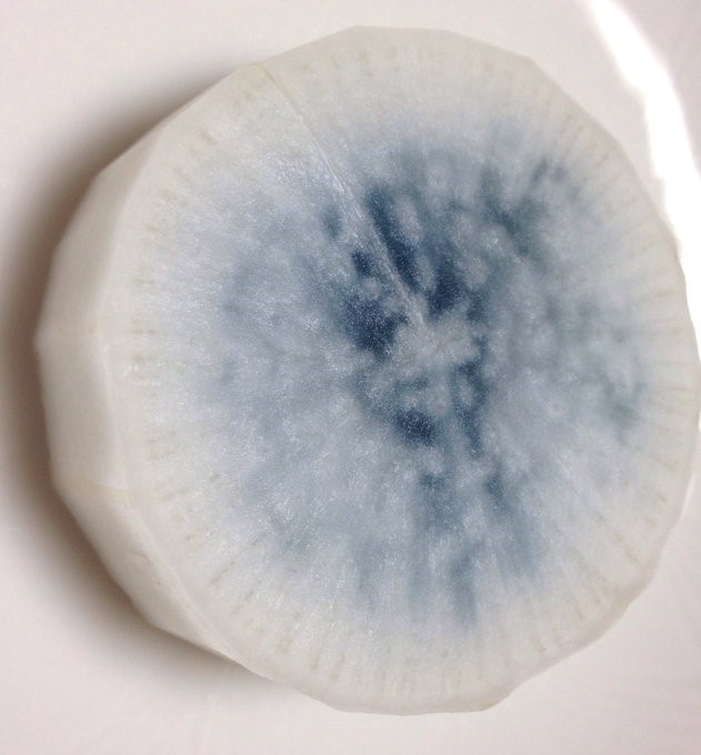 青芯大根株式会社フィールド