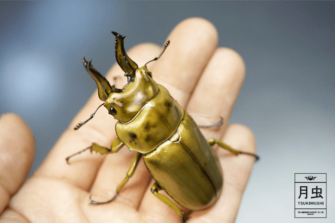 コクワガタを飼うりすあな