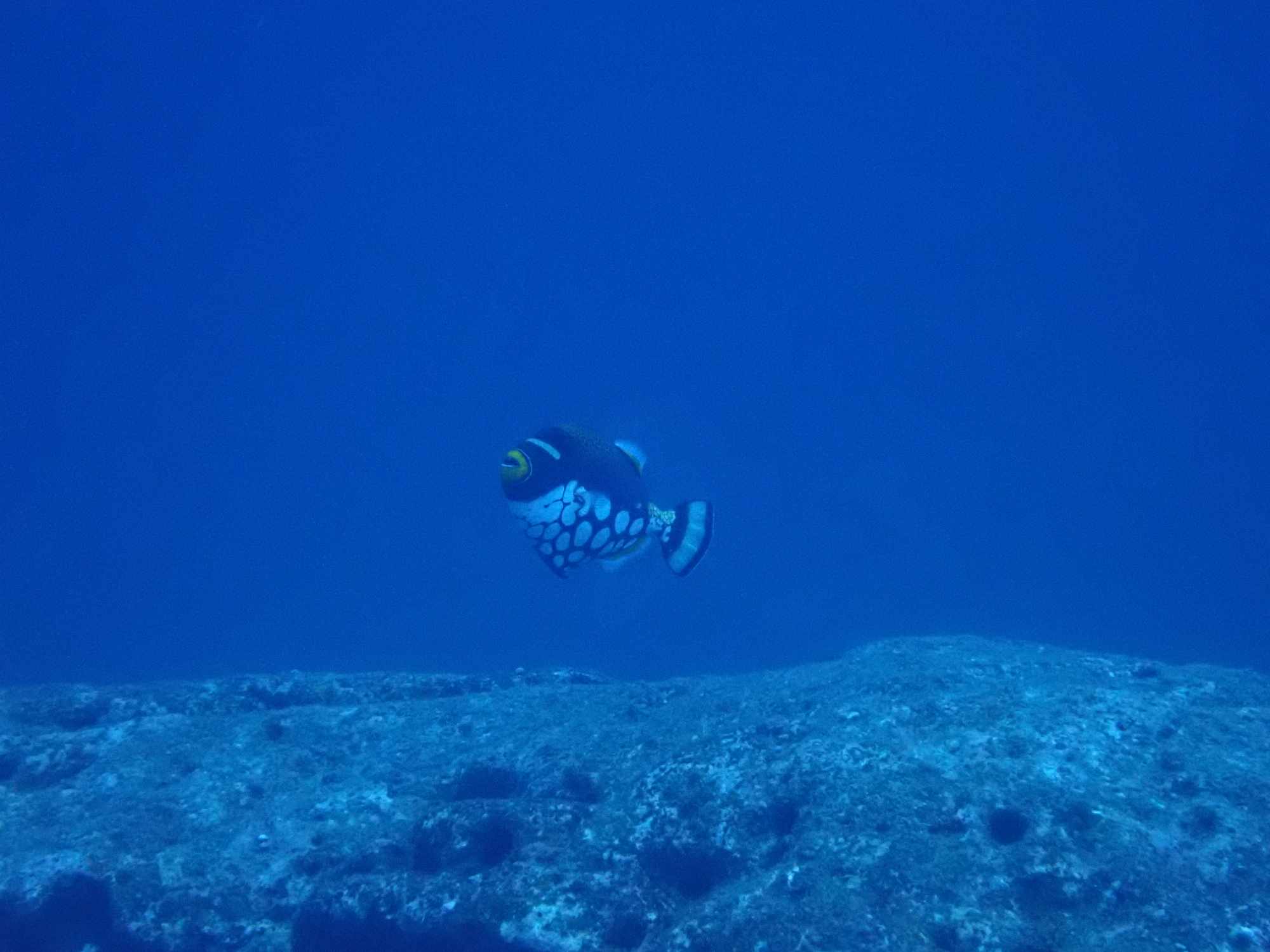 派手なお魚”モンガラカワハギ”食べてみたヌローライフ