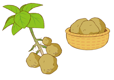 330 じゃがいも畑 High Res Illustrations - Getty Images野菜, キャベツ畑, りんご