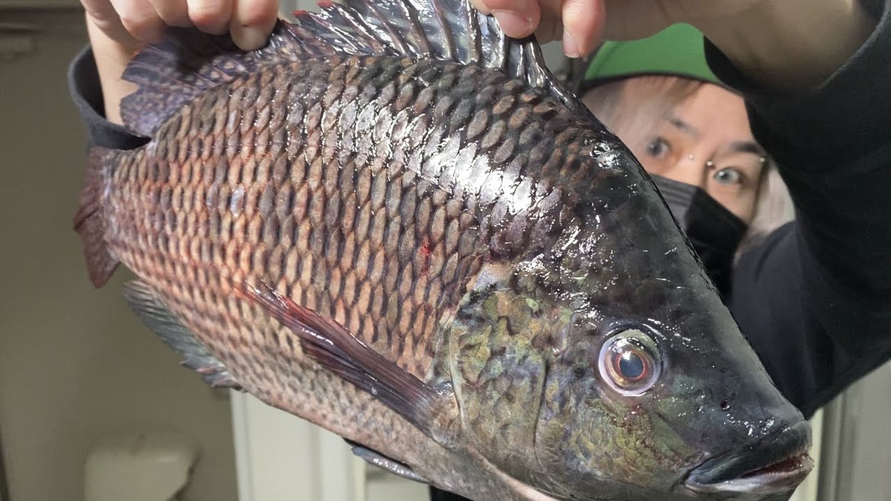 ティラピア - ナムウィキ