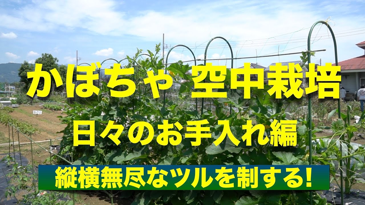 家庭菜園 初心者おすすめ！ そうめんカボチャ 金糸うり の育て方＜栽培中＞渡良瀬橋ブログ