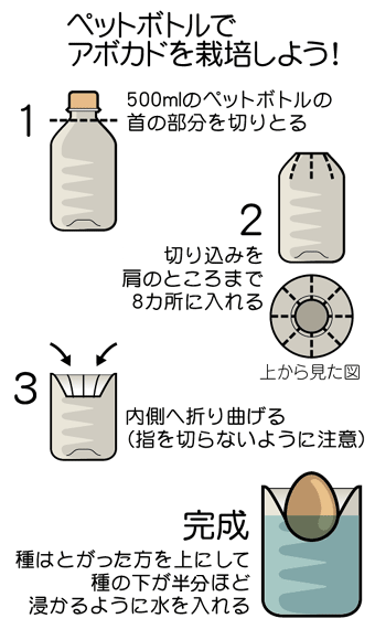 アボカド水耕栽培 ボトル替え園芸日記byふうたろうみんなの趣味の園芸986338