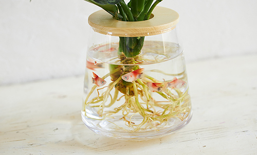 メダカでも可能なアクアポニックスとは？育てられる野菜や植物も解説