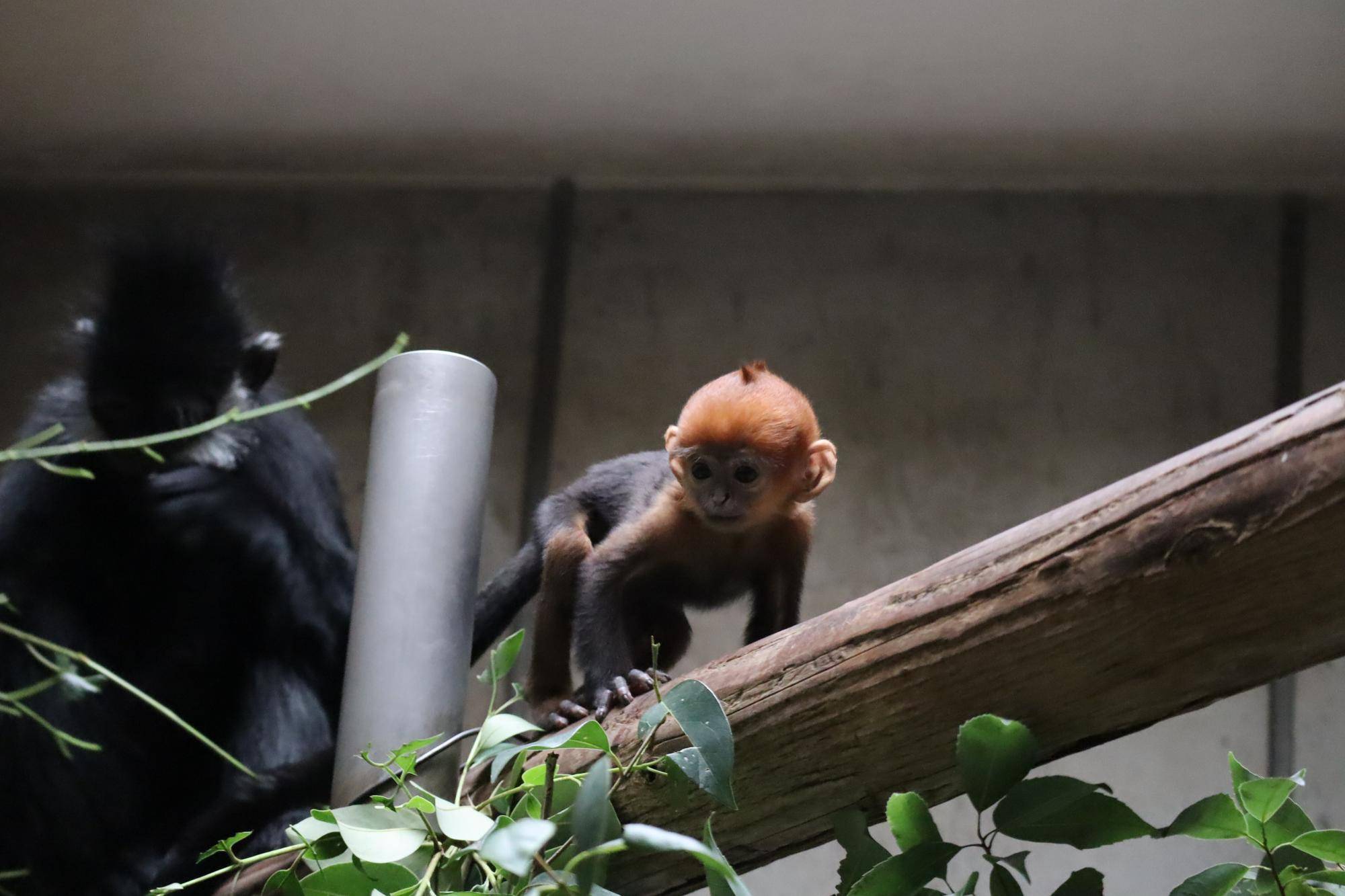 4月生まれのフランソワルトン の赤ちゃんたちもナイトズーラシア に挑戦しています。疲れないように夕方に個体を入れ替えているので、運が良ければ1日でミントもダイダイも見られるかも！少し早めに収容することもあるので、19:00くらいまでにぜひ見に来てください